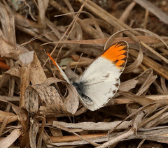 Colotis pallene