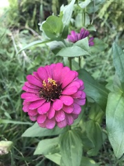 Zinnia elegans