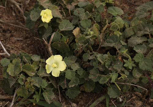 Image of Pavonia burchellii by (c) Wynand Uys, some rights reserved (CC BY)