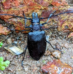 Priotyrannus mordax