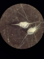 Daphnia lumholtzi