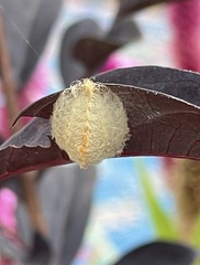 Megalopyge opercularis