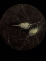Daphnia lumholtzi