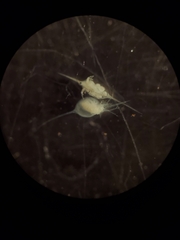 Daphnia lumholtzi