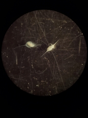 Daphnia lumholtzi