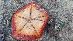 Culcita novaeguineae