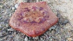 Culcita novaeguineae