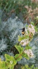 Scolia hirta
