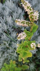 Scolia hirta