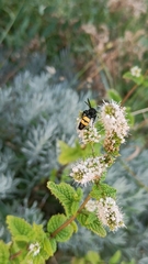 Scolia hirta