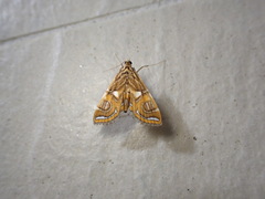 Paracymoriza cataclystalis