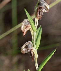 Pterostylis sanguinea