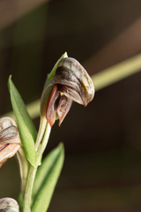 Pterostylis sanguinea