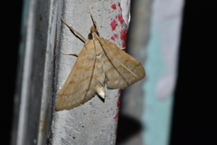 Paracorsia repandalis