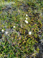 Rhododendron tomentosum