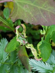 Hayhurstia atriplicis