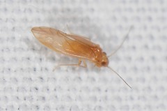 Caeciliusidae
