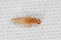 Caeciliusidae