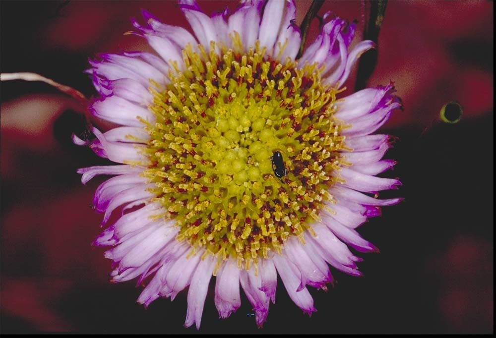 Erigeron sanctarum