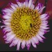 Erigeron sanctarum - Photo (c) 2000 John Game, algunos derechos reservados (CC BY-NC)