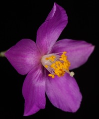 Phemeranthus calycinus