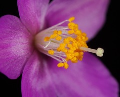 Phemeranthus calycinus