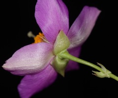 Phemeranthus calycinus