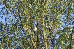 Acrocephalus schoenobaenus