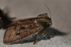 Acrolophus plumifrontella