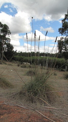 Xanthorrhoea gracilis