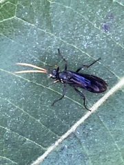 Gnamptopelta