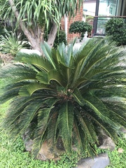 Cycas siamensis