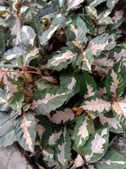 Graptophyllum pictum