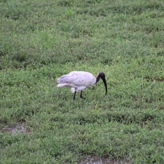 Threskiornis melanocephalus
