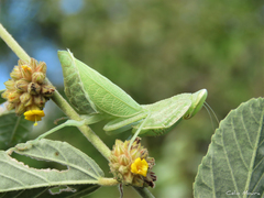 Photiomantis planicephala