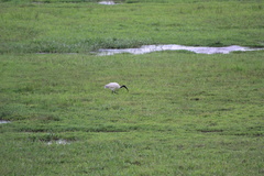 Threskiornis melanocephalus