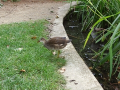 Gallinula chloropus