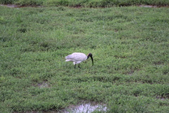 Threskiornis melanocephalus