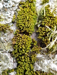 Zygodon conoideus