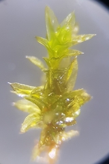 Zygodon conoideus