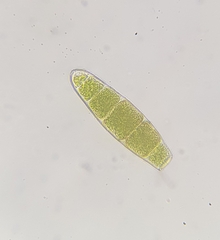 Zygodon conoideus