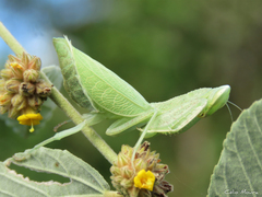 Photiomantis planicephala