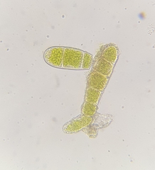 Zygodon conoideus