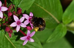 Amegilla quadrifasciata maderae