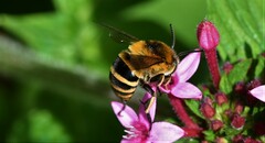 Amegilla quadrifasciata maderae