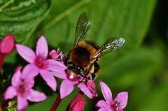 Amegilla quadrifasciata maderae