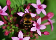 Amegilla quadrifasciata maderae