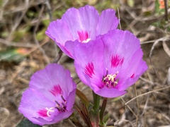 Clarkia amoena ssp. amoena
