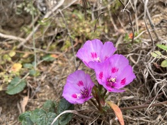 Clarkia amoena amoena