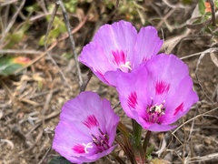 Clarkia amoena amoena